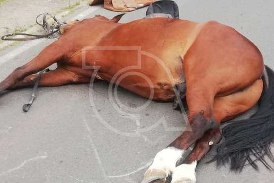  Un caballo muere de un infarto mientras trotaba por Montaña Las Palmas/TA.